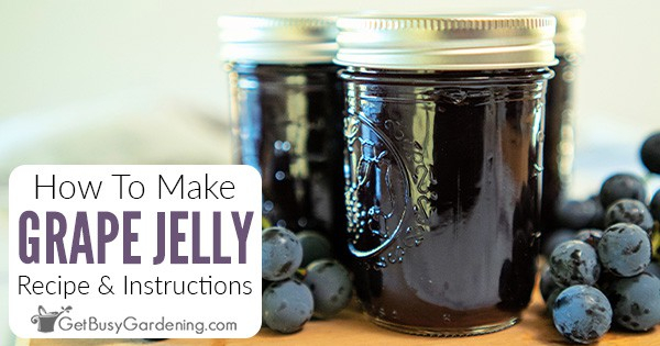 Homemade Grape Jelly Recipe Quick Easy 