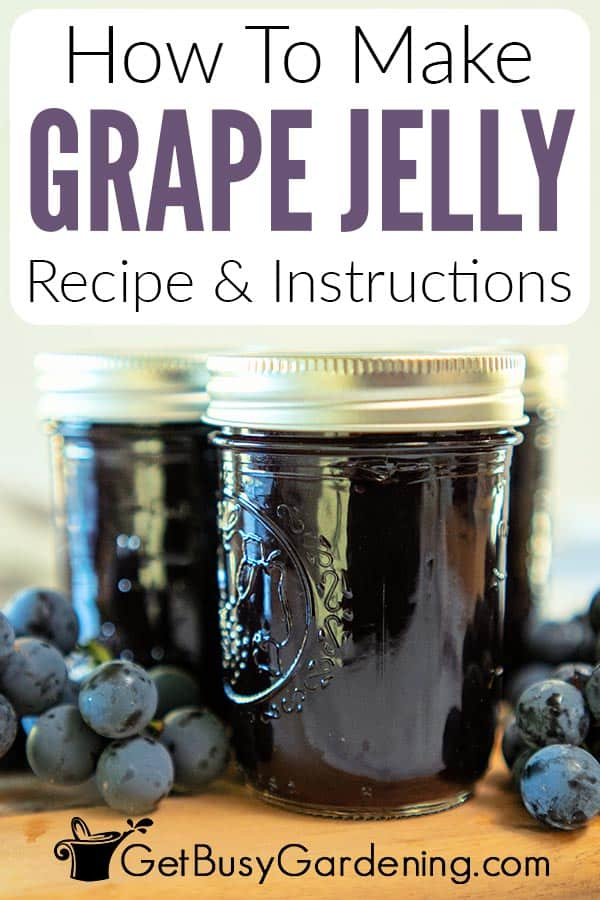 Homemade Grape Jelly Recipe Quick Easy 