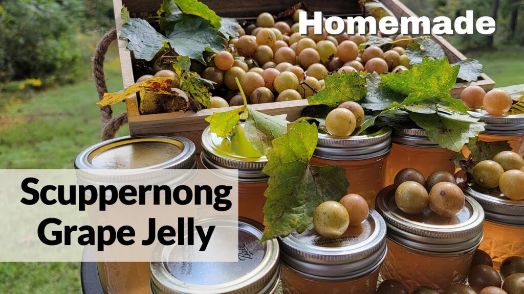 Sure Jell Grape Jelly Recipe A Culinary Delight The Chupitos 